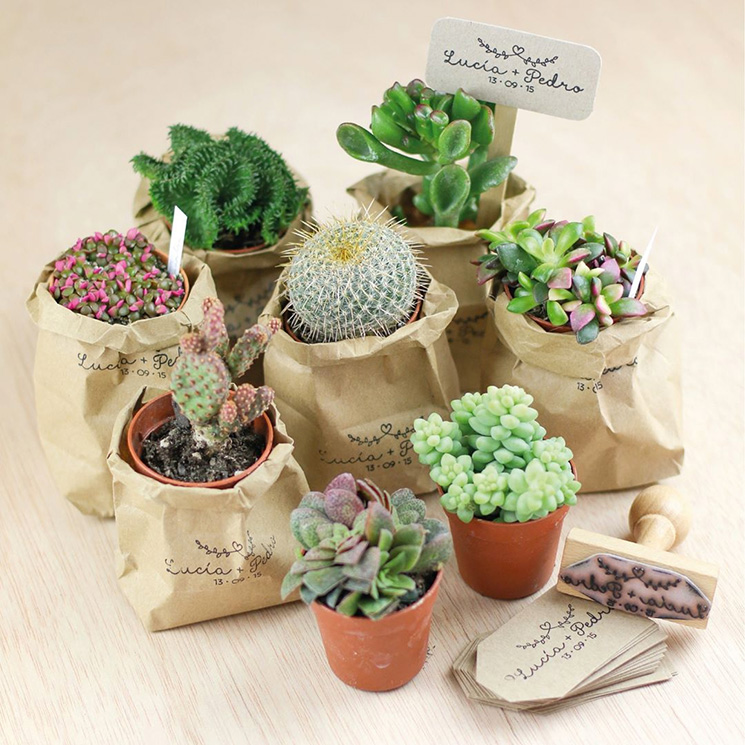 regalos boda cactus